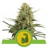 HULKBERRY AUTO · Royal Queen Seeds · semillas de marihuana · AutoFem