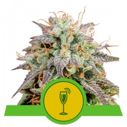 MIMOSA AUTO · Royal Queen Seeds · semi di canapa indiana · AutoFem