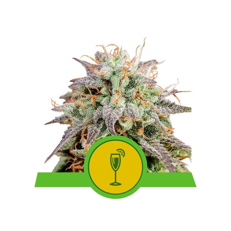 MIMOSA AUTO · Royal Queen Seeds · semillas de marihuana · AutoFem