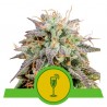 MIMOSA AUTO · Royal Queen Seeds · cannabis seeds · AutoFem