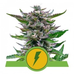 NORTH THUNDERFUCK AUTO · Royal Queen Seeds · semillas de marihuana · AutoFem