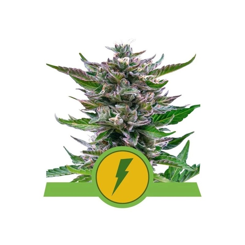NORTH THUNDERFUCK AUTO · Royal Queen Seeds · semillas de marihuana · AutoFem