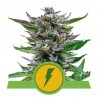 NORTH THUNDERFUCK AUTO · Royal Queen Seeds · semi di canapa indiana · AutoFem