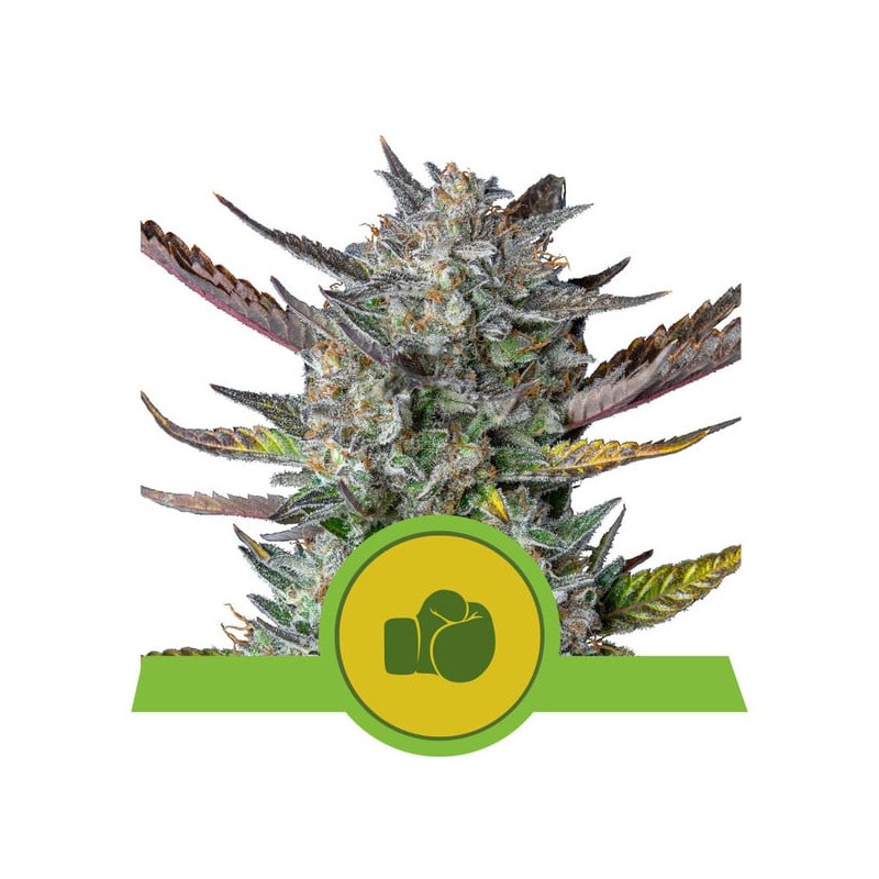 PURPLE PUNCH AUTO · Royal Queen Seeds · semillas de marihuana · AutoFem