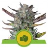 PURPLE PUNCH AUTO · Royal Queen Seeds · semillas de marihuana · AutoFem