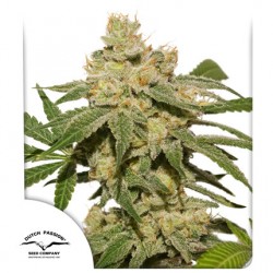 AUTO OH MY GUSHER · Dutch Passion · semi di canapa · Auto Fem