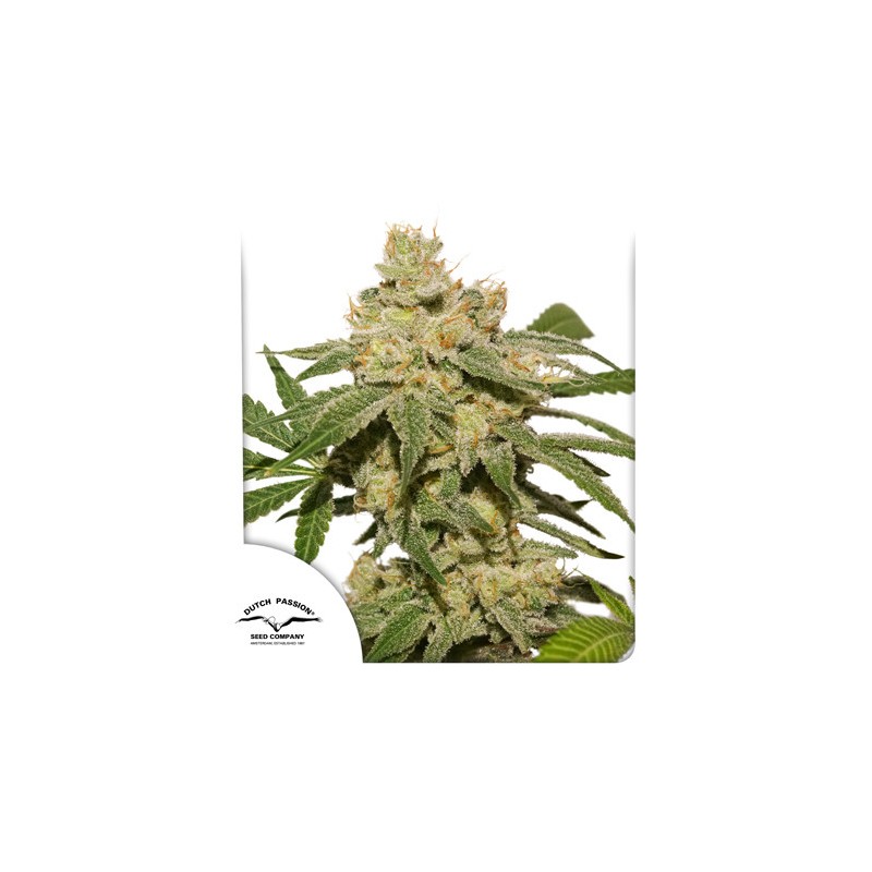 AUTO OH MY GUSHER · Dutch Passion · semi di canapa · Auto Fem