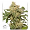 AUTO OH MY GUSHER · Dutch Passion · semillas de marihuana · Auto Fem
