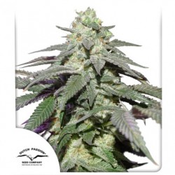 AUTO SKYWALKER HAZE · Dutch Passion · cannabis seeds · Auto Fem