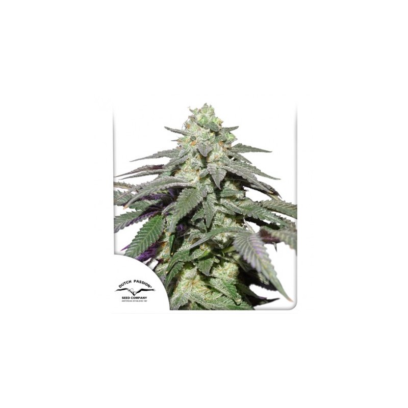 AUTO SKYWALKER HAZE · Dutch Passion · cannabis seeds · Auto Fem
