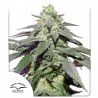 AUTO SKYWALKER HAZE · Dutch Passion · semi di canapa · Auto Fem
