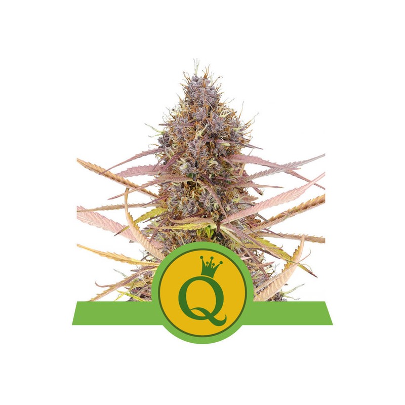 PURPLE QUEEN AUTO · Royal Queen Seeds · semillas de marihuana · AutoFem