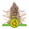 PURPLE QUEEN AUTO · Royal Queen Seeds · semi di canapa · AutoFem