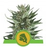 ROYAL CHEESE AUTO · Royal Queen Seeds · semi di canapa indiana · AutoFem