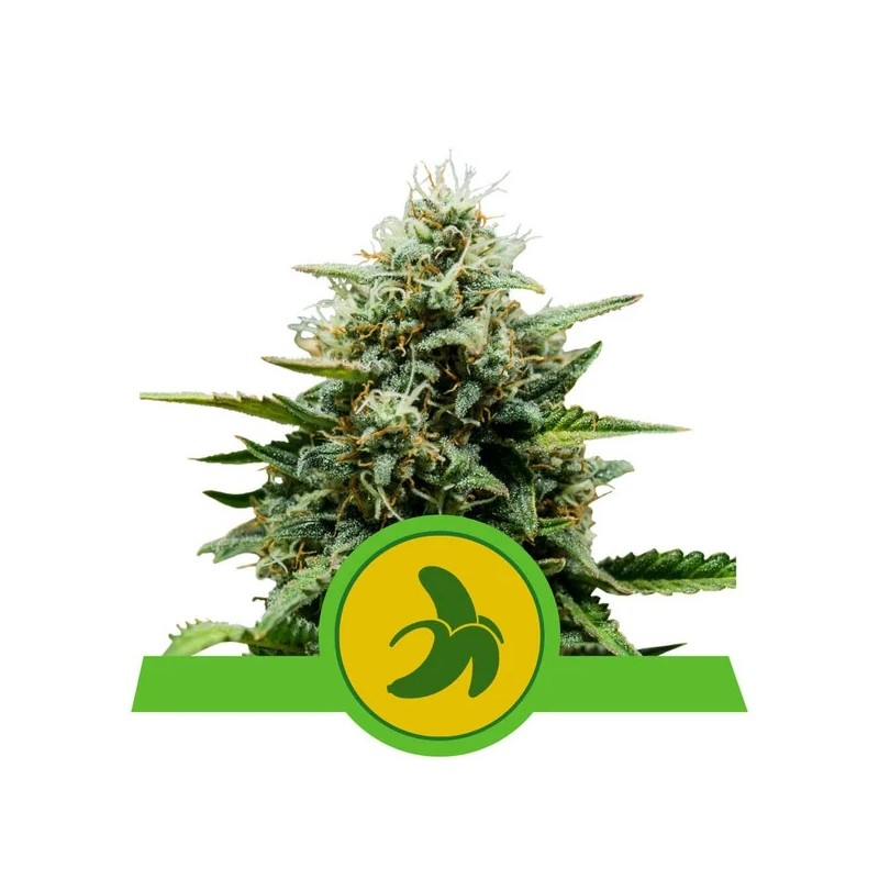 ROYAL RUNTZ AUTO · Royal Queen Seeds · semillas de marihuana · AutoFem