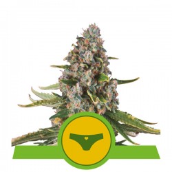 SHERBET QUEEN AUTO· Royal Queen Seeds · cannabis seeds · AutoFem