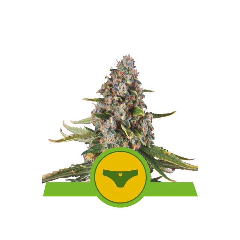 SHERBET QUEEN AUTO · Royal Queen Seeds · semi di canapa · AutoFem