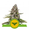 SHERBET QUEEN AUTO · Royal Queen Seeds · semi di canapa · AutoFem