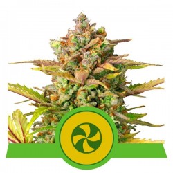 SWEET ZZ AUTO · Royal Queen Seeds · semillas de marihuana · AutoFem
