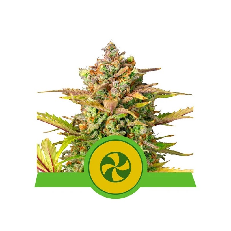 SWEET ZZ AUTO · Royal Queen Seeds · cannabis seeds · AutoFem