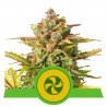 SWEET ZZ AUTO · Royal Queen Seeds · cannabis seeds · AutoFem