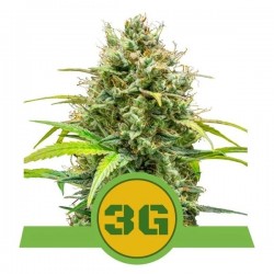 TRIPLE G AUTO · Royal Queen Seeds · semillas de marihuana · AutoFem