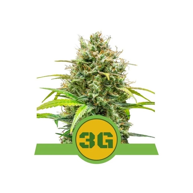 TRIPLE G AUTO · Royal Queen Seeds · semi di canapa indiana · AutoFem
