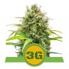 TRIPLE G AUTO · Royal Queen Seeds · semillas de marihuana · AutoFem