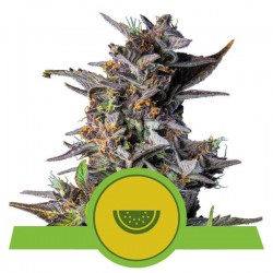 WATERMELON AUTO  · Royal Queen Seeds · cannabis seeds · AutoFem