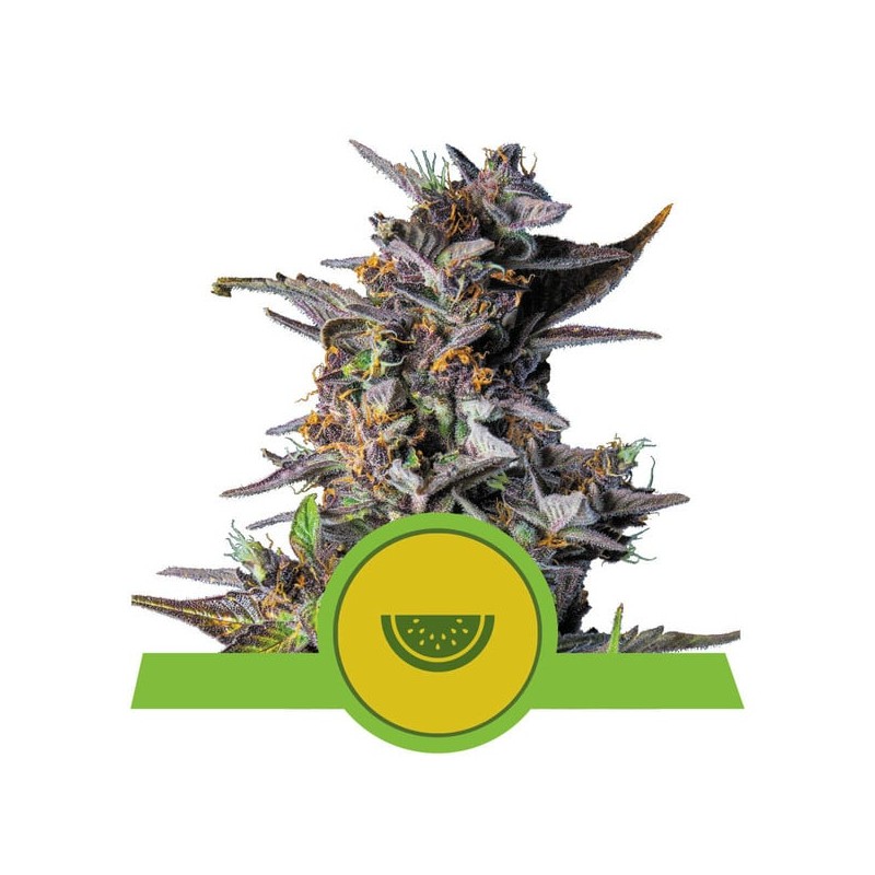 WATERMELON AUTO · Royal Queen Seeds · semi di canapa indiana · AutoFem