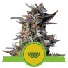 WATERMELON AUTO · Royal Queen Seeds · semi di canapa indiana · AutoFem
