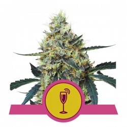 MIMOSA · Royal Queen Seeds · cannabis seeds · Fem