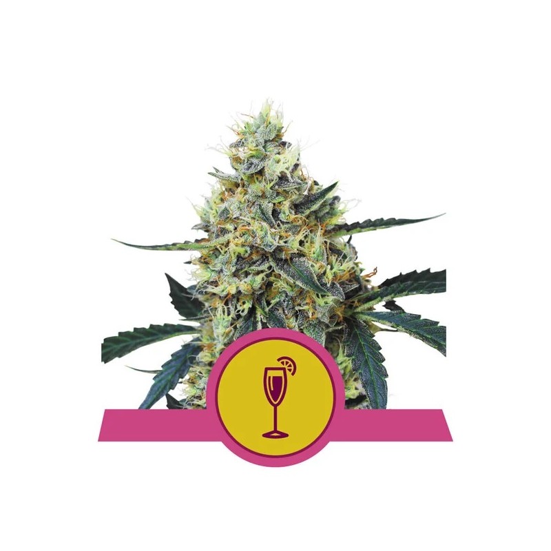 MIMOSA · Royal Queen Seeds · cannabis seeds · Fem