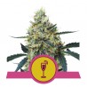 MIMOSA · Royal Queen Seeds · semi di canapa · Fem