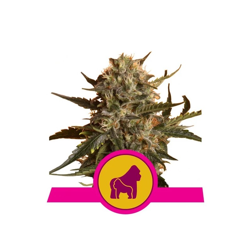 MOTHER GORILLA · Royal Queen Seeds · semillas de marihuana · Fem
