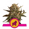 MOTHER GORILLA · Royal Queen Seeds · semillas de marihuana · Fem