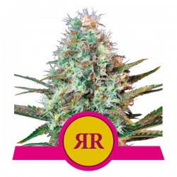 ROYAL RUNTZ · Royal Queen Seeds · cannabis seeds · Fem