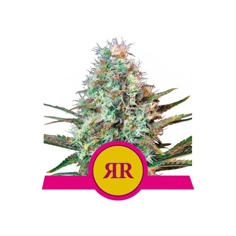 ROYAL RUNTZ · Royal Queen Seeds · semillas de marihuana · Fem