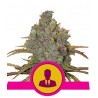 ROYAL SKYWALKER · Royal Queen Seeds · cannabis seeds · Fem
