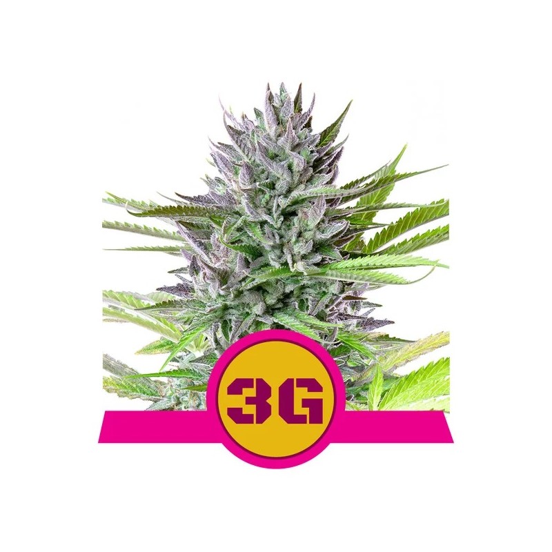 TRIPLE G · Royal Queen Seeds · semi di canapa indiana · Fem