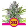 TRIPLE G · Royal Queen Seeds · cannabis seeds · Fem