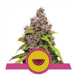 WATERMELON · Royal Queen Seeds · cannabis seeds · Fem