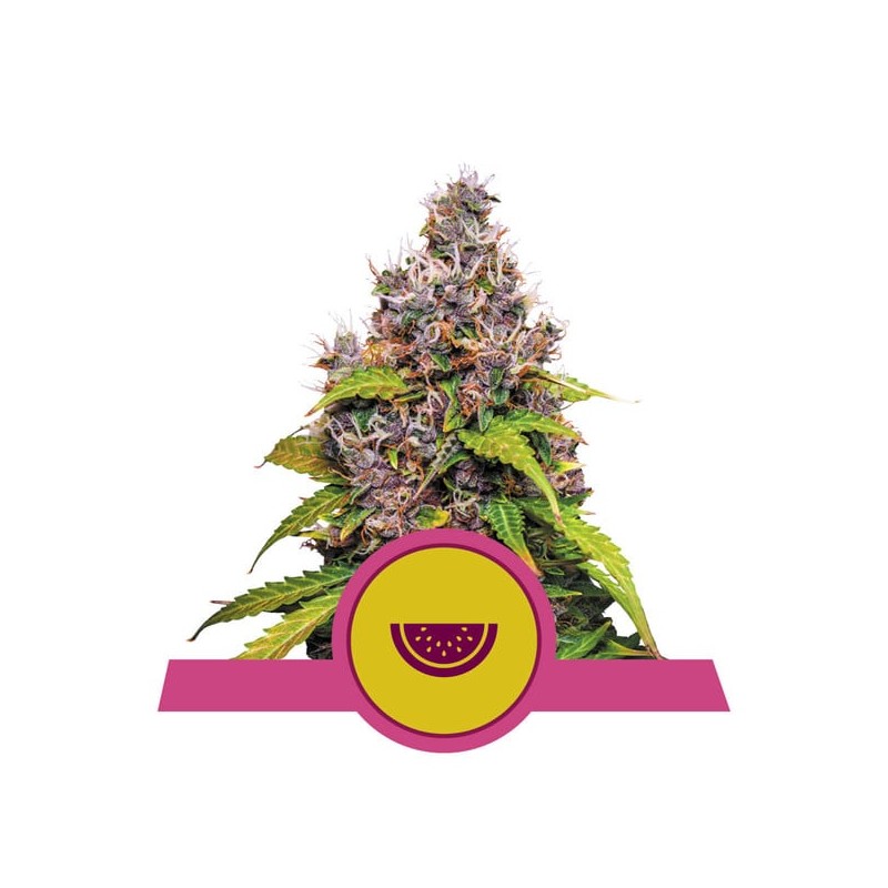WATERMELON · Royal Queen Seeds · cannabis seeds · Fem