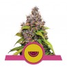 WATERMELON · Royal Queen Seeds · cannabis seeds · Fem