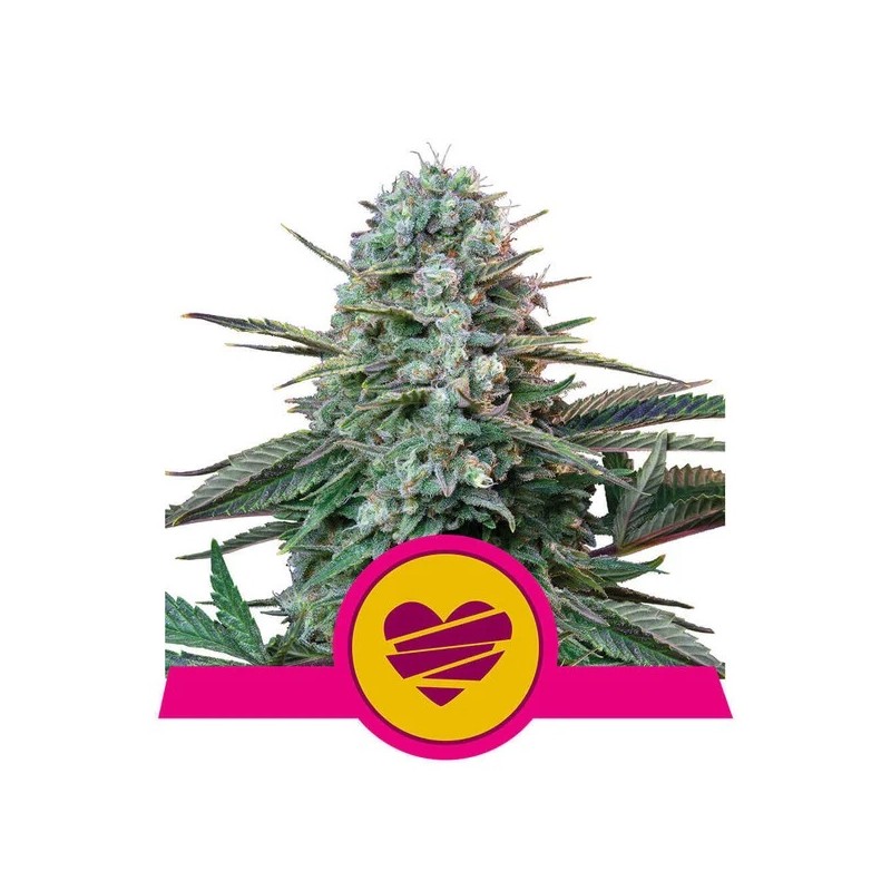 WEDDING CRASHER · Royal Queen Seeds · semi di canapa indiana · Fem