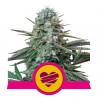 WEDDING CRASHER · Royal Queen Seeds · semi di canapa indiana · Fem
