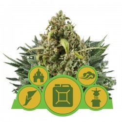 MIX AUTO · Royal Queen Seeds · semi di canapa · AutoFem
