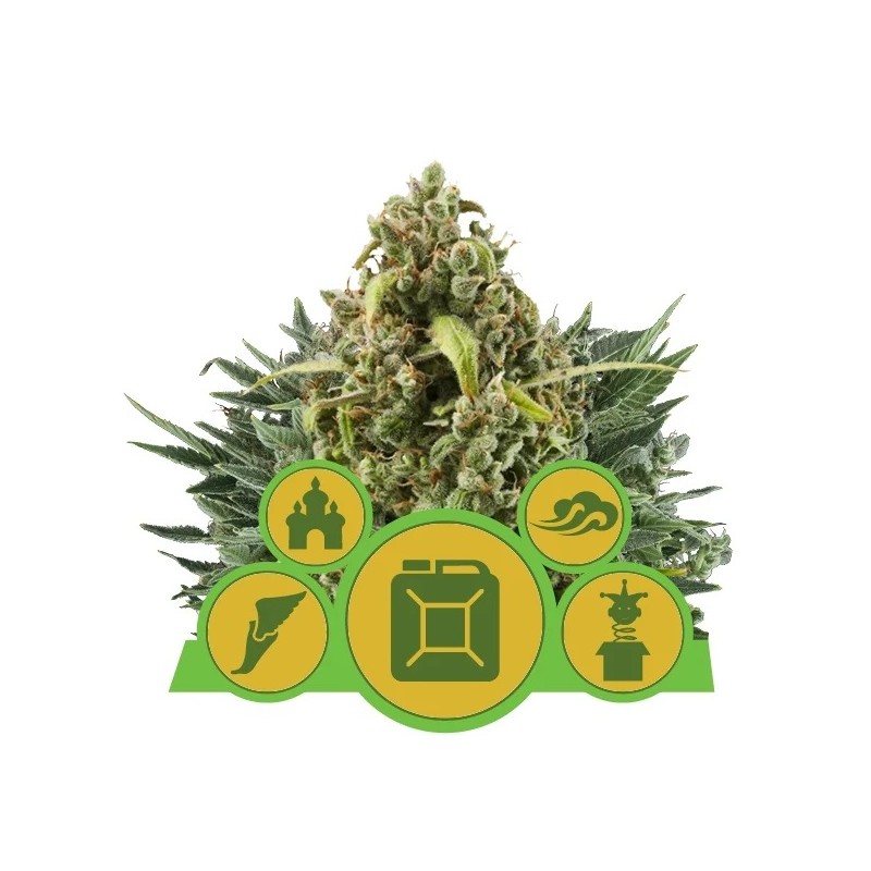 MIX AUTO · Royal Queen Seeds · semi di canapa · AutoFem