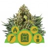 MIX AUTO · Royal Queen Seeds · semi di canapa · AutoFem