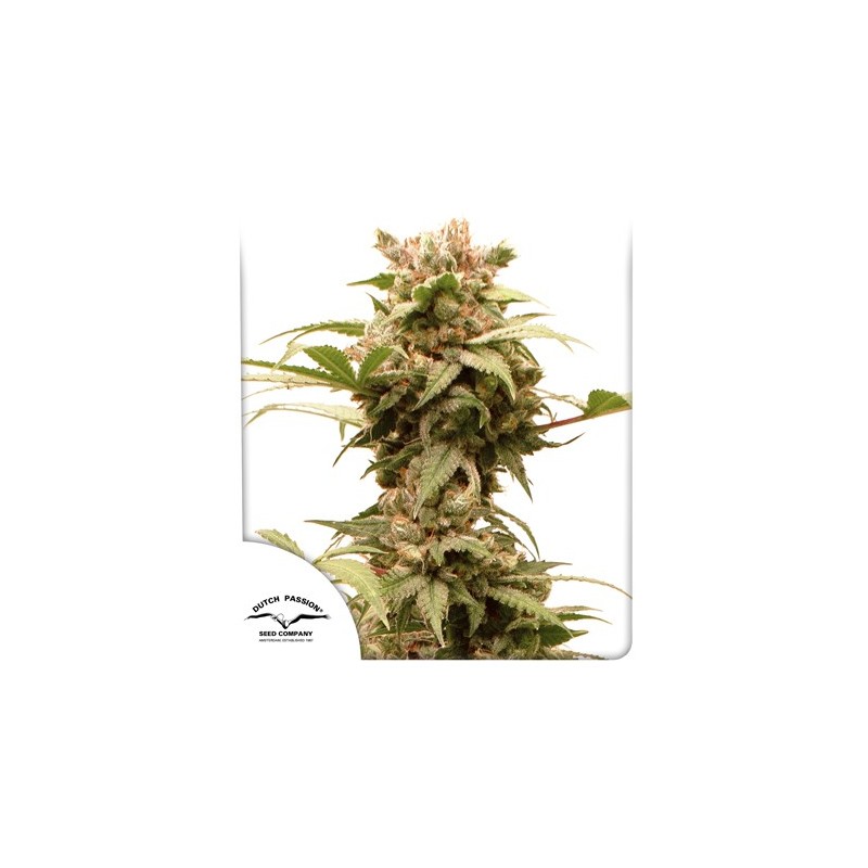 AUTO CBG-FORCE · Dutch Passion · semillas de marihuana · Auto Fem